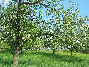 Waiblinger Streuobstwiese