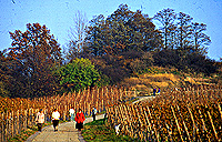 Spaziergang am Shrenberg