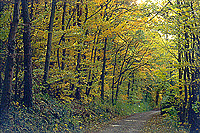 waldweg (jpg)